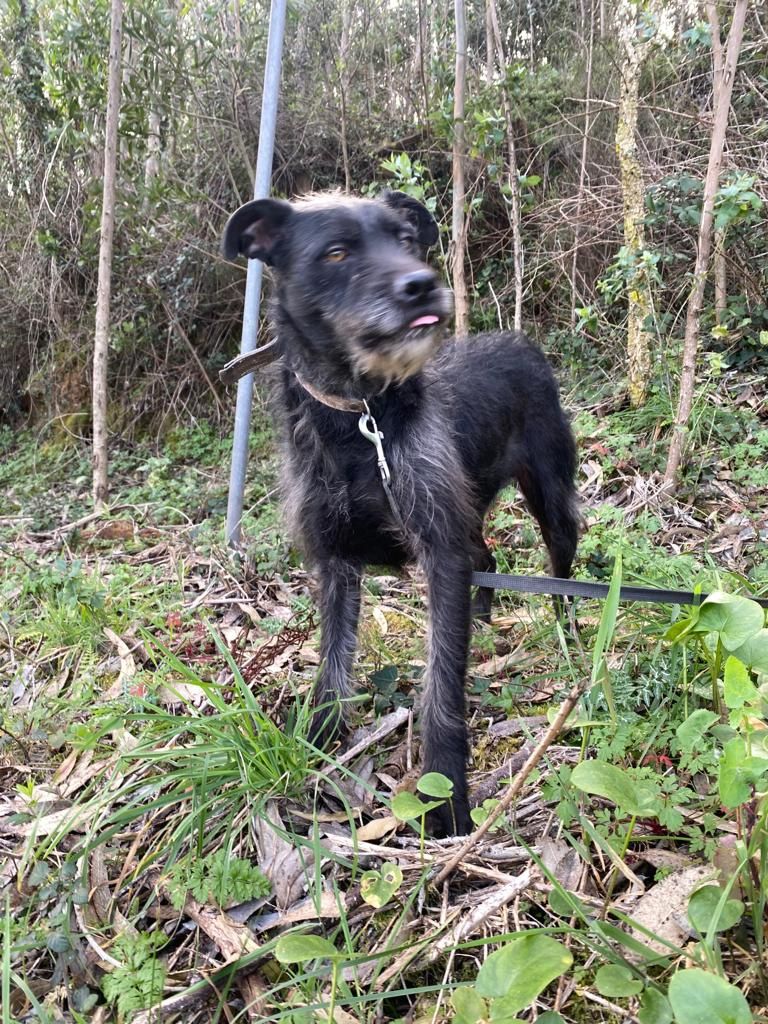 Caozinho fofao e maluco para adopcao consciente