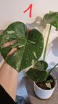 Monstera thai constelation