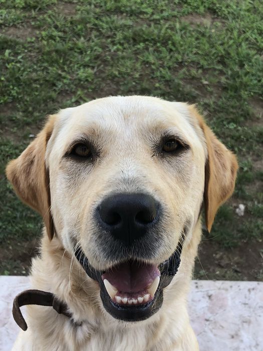 Para adoção Labrador zona de Vale de Cambra