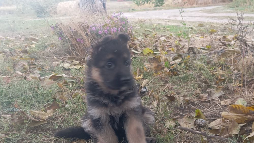 Щенок неиецкой овчарки девочка