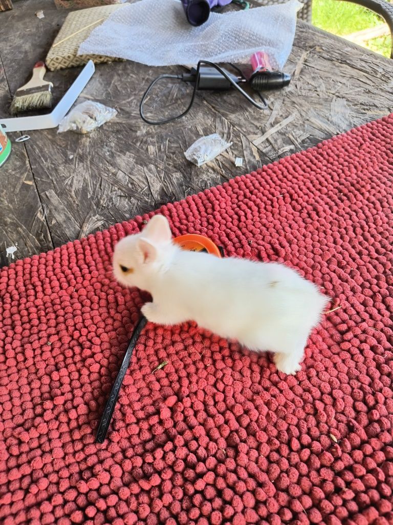 Miniaturki rasowe