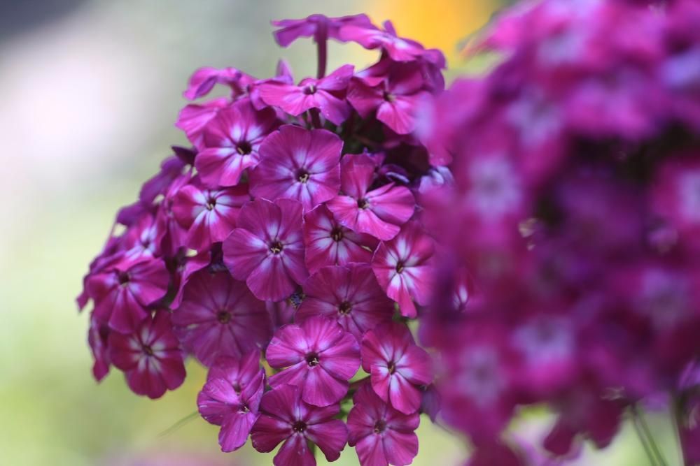 БРУНЕРА дешево и другие многолетние цветущие растения для сада