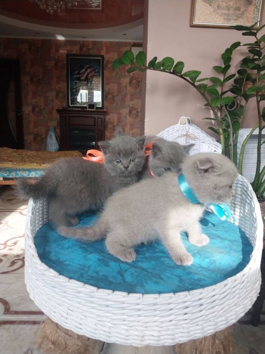 Котята шотландцы