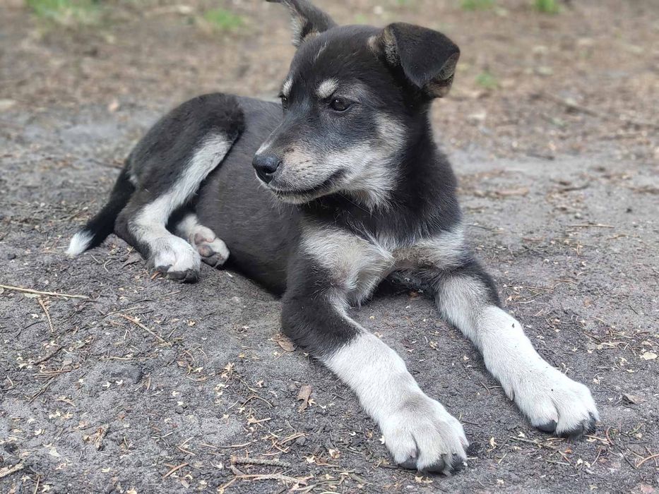 Стерилизованный щенок 4 месяца