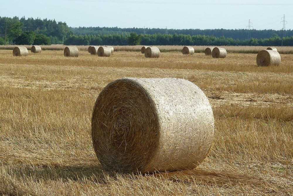 Słoma z pokosu bele