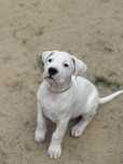 Dog Argentyński (Dogo Argentino) FCI