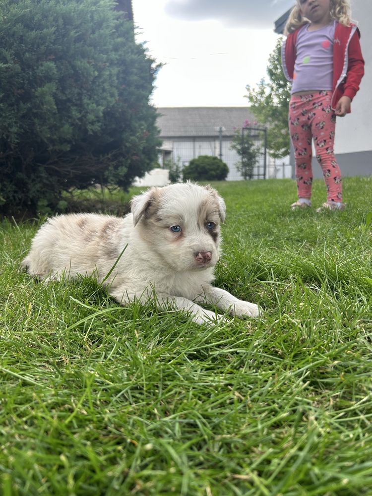 Piesek broder collie red merle