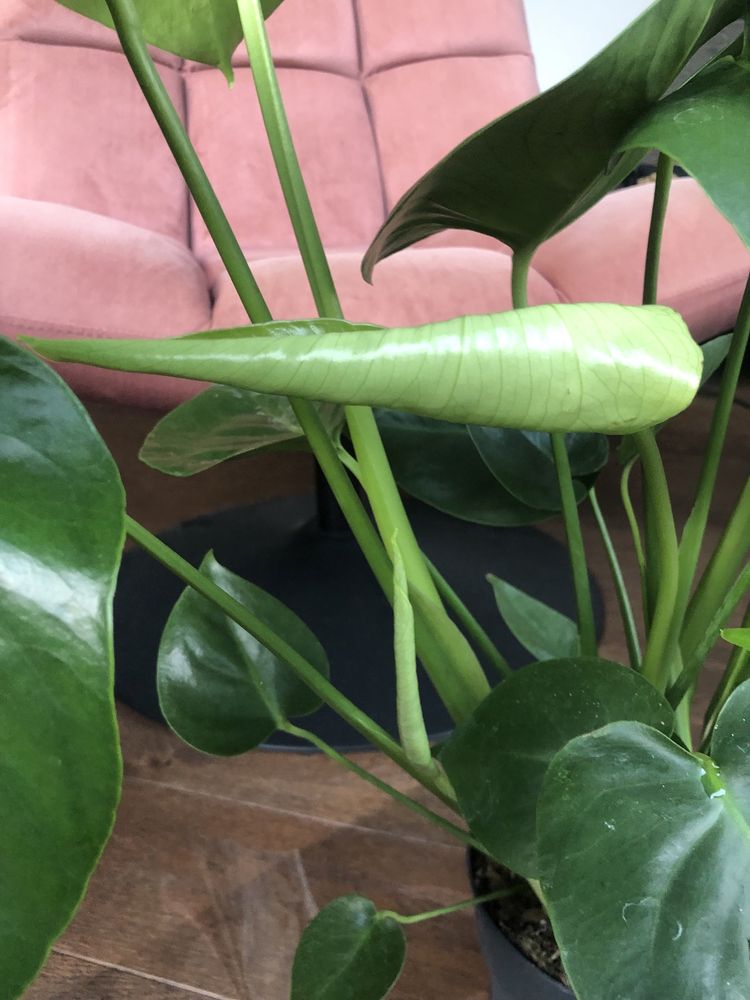 Piękna Monstera 80cm wysokości