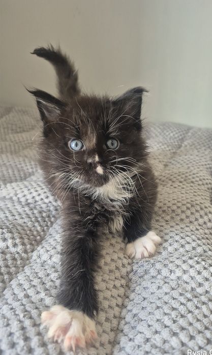 Czarny z białym kocurek rasy Maine coon!!!