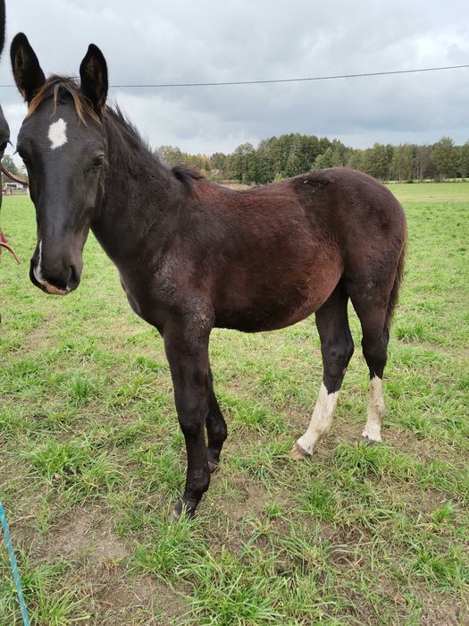 Ogierki śląskie odsadki