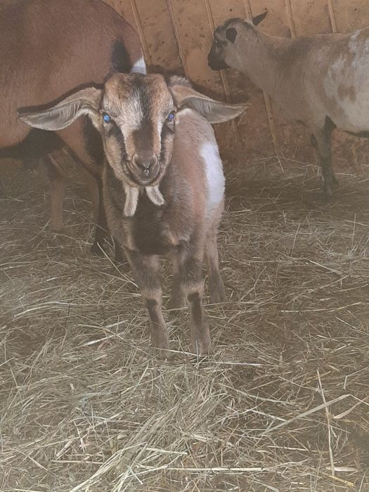 Sprzedam młode kozy