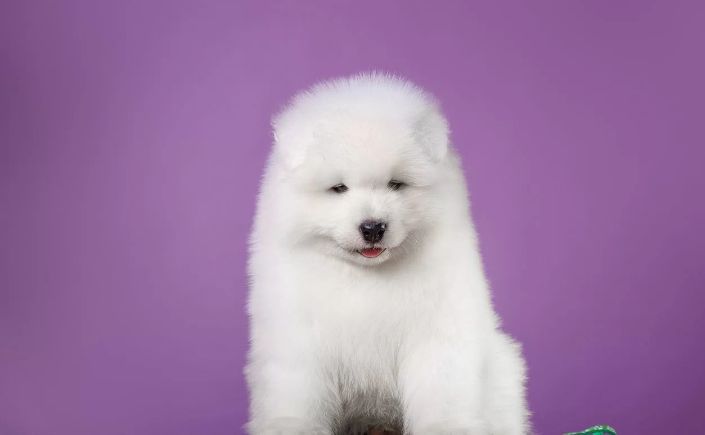 Szczeniak Samoyed z rodowodem