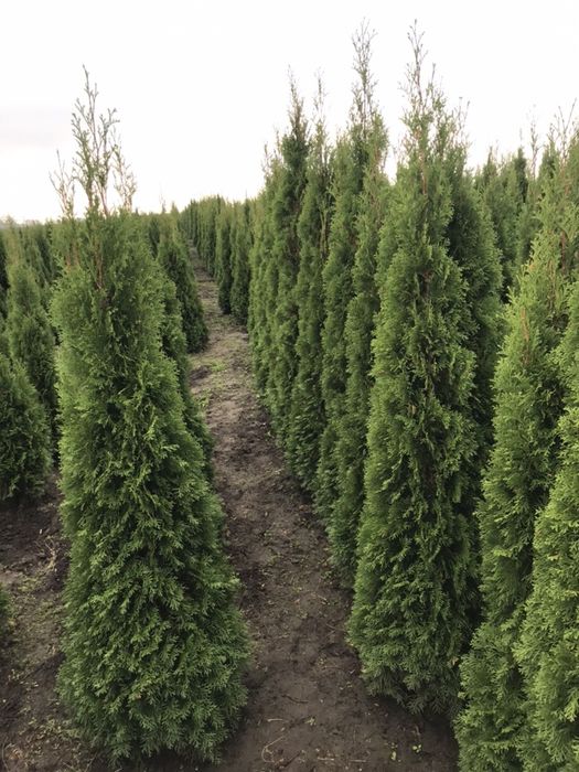 Туя Західна Смарагд1.70 -1.80.Супер!