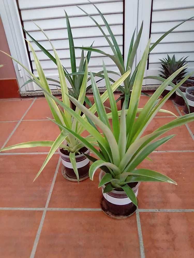 Plantas de Ananás  ( ananas )