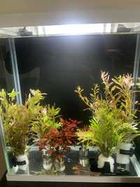 Rotala hra i ludwigia super red