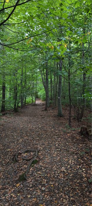 Działka Leśna STRACONKA Bielsko-Biała 1,5 ha 15029m2