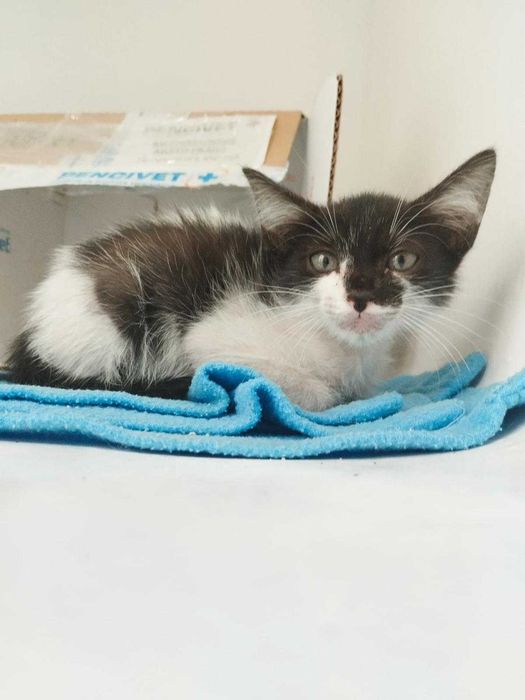 Gatinha bebé para adoção responsável