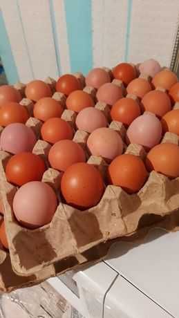 Продам інкубаційне яйце Хайсек Браун Угорщина