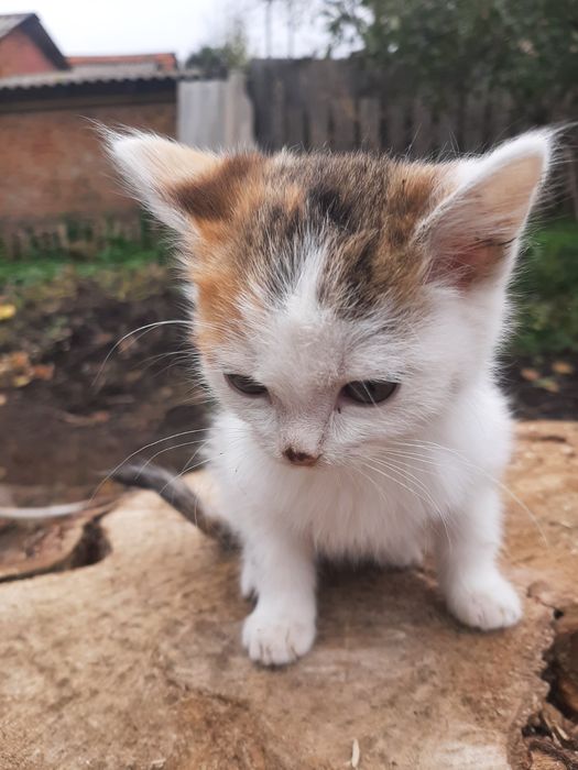 Віддам даром котят