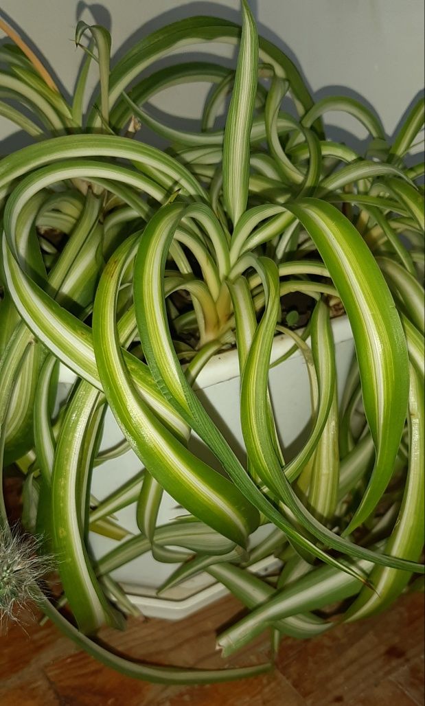 Хролофитум кудрявый взрослое растение
