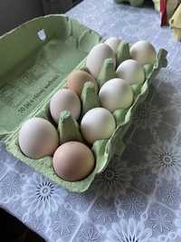 Świeże jajka wiejskie