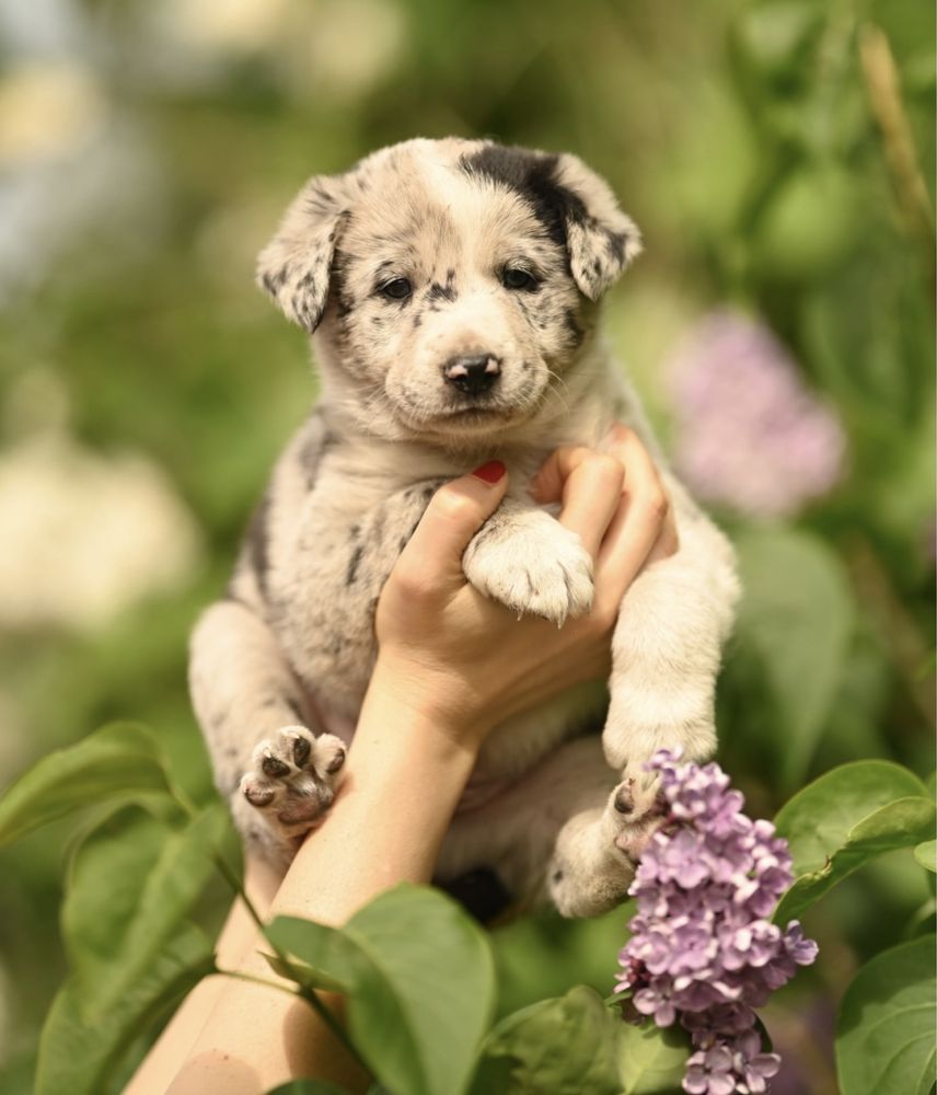 Border collie linie pracujące