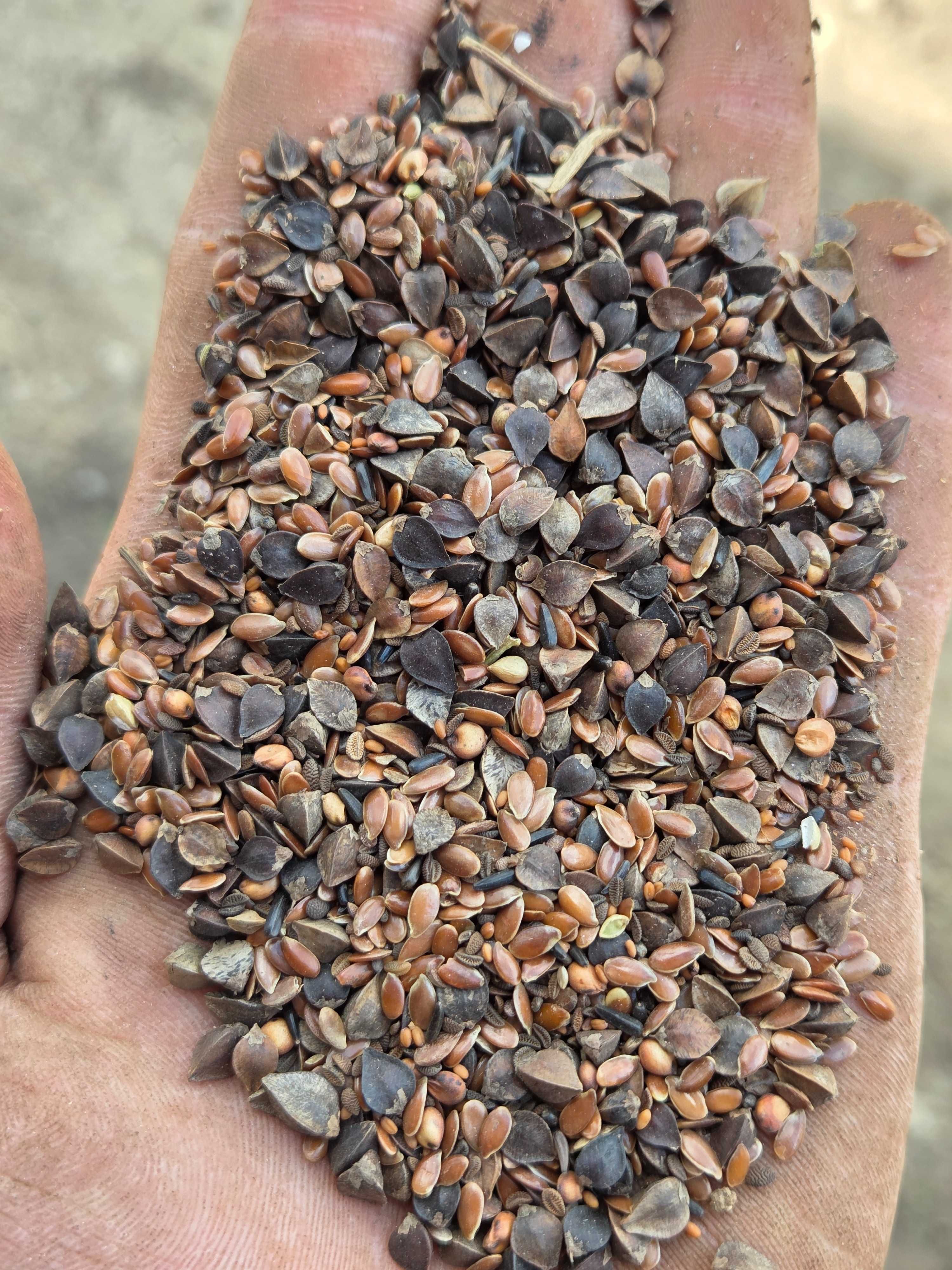 Mieszanka mulczująca MPM6 Lnianka, Sorgo, Len, Gryka, Facelia,Olejarka