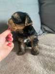 Yorkshire terrier mini xxs samczyk z rodowodem 2 miesięczny