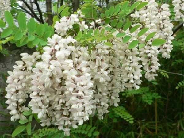 Robinia akacjowa akacja sadzonki miododajne od 35 cm do 180 cm