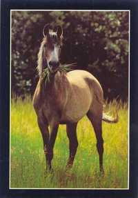 pocztówka koń konie arab Eq 50