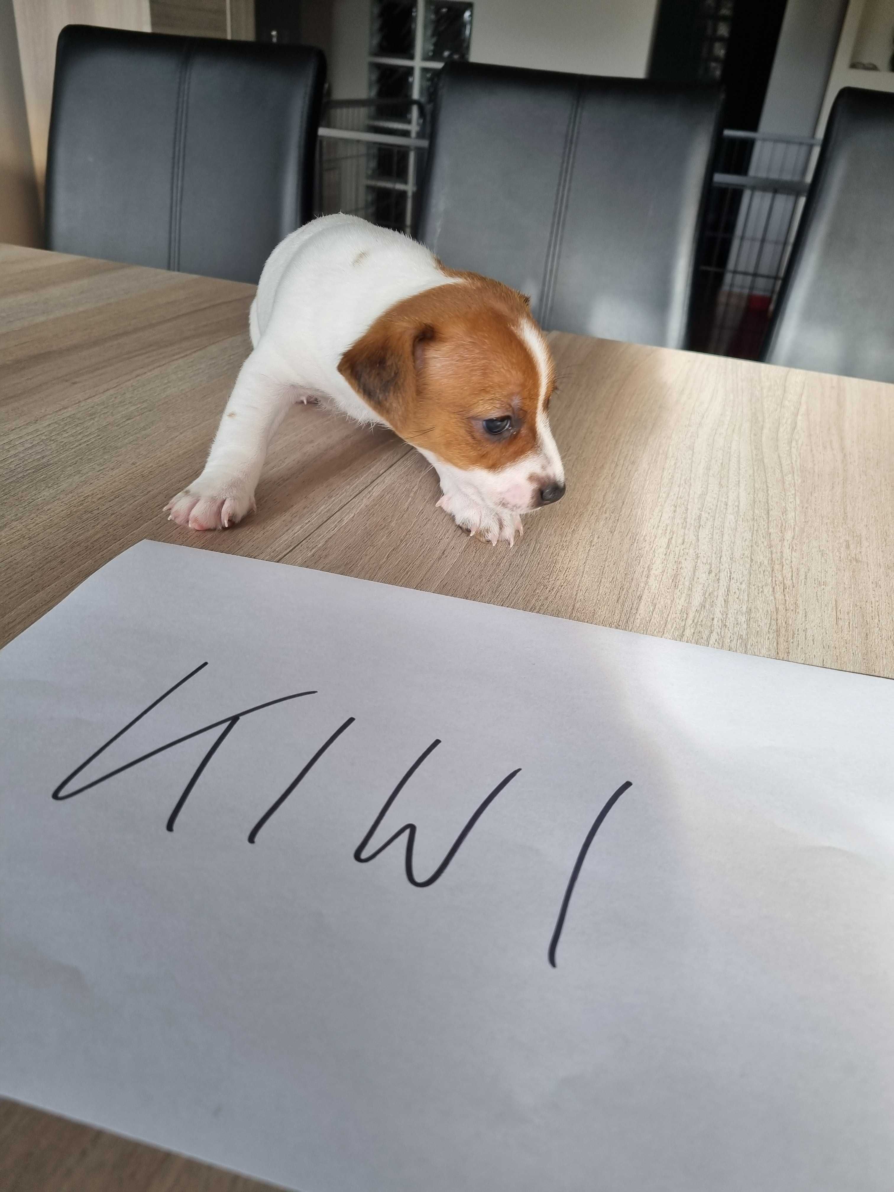 REZERWACJA Śliczna KIWI Jack Russell Terrier, odbiór od 25 sierpnia