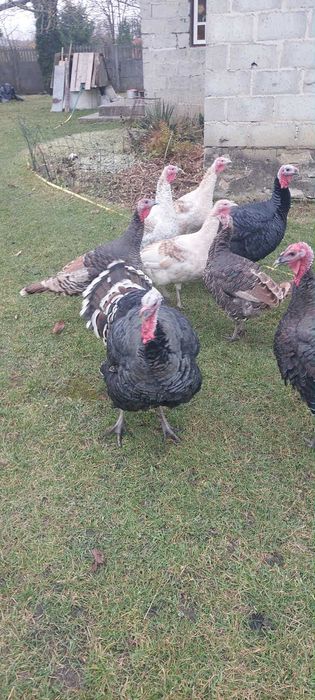 Sprzedam indyki i indory