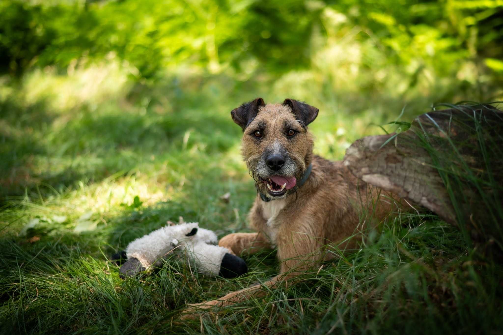 Aktywny, przyjazny, podobny do terrierka - Benji szuka domu