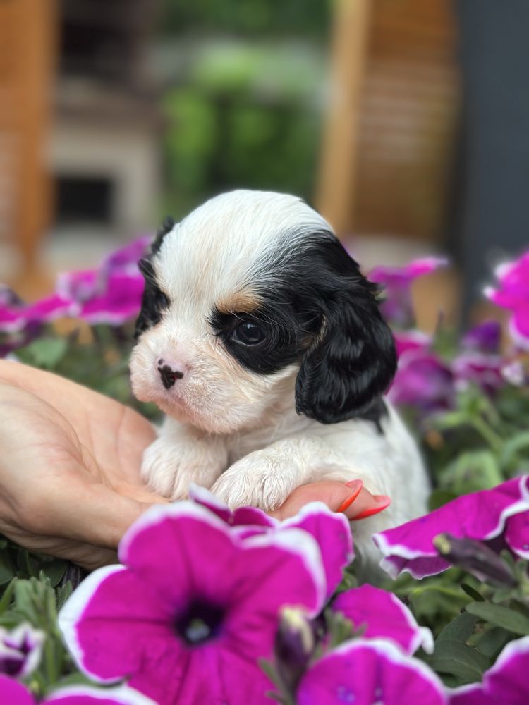 Śliczny piesek Cavalier king charles spaniel piesek