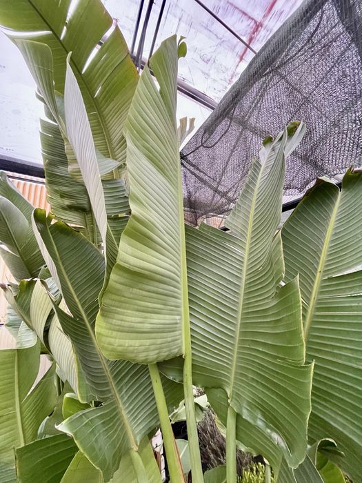 Planta Gigante Estrelicia Nicolai 3,5mts altura