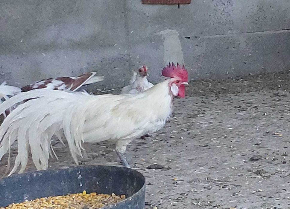 Galinhas FÉNIX BRANCAS – Mutação RARA