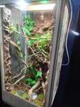 Terrarium  100x50 dla kameleona wyposażenie