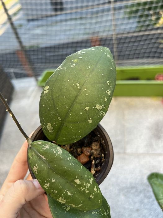 Hoja hoya Vitellima ImL 1348