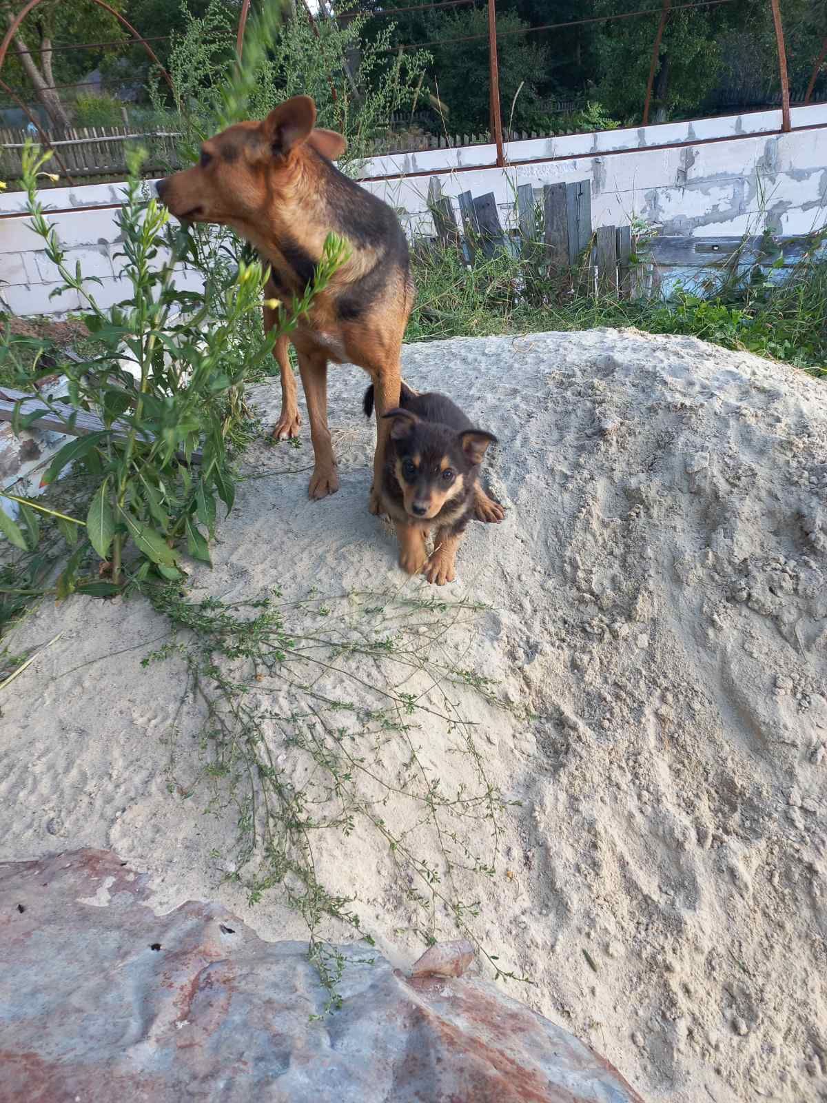 Віддам цуценят в добрі руки.