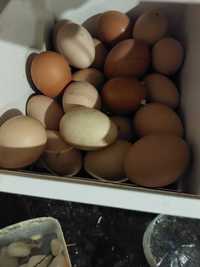 Ovos de galinha  galados