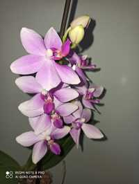 Орхидея, орхидеи, фаленопсис