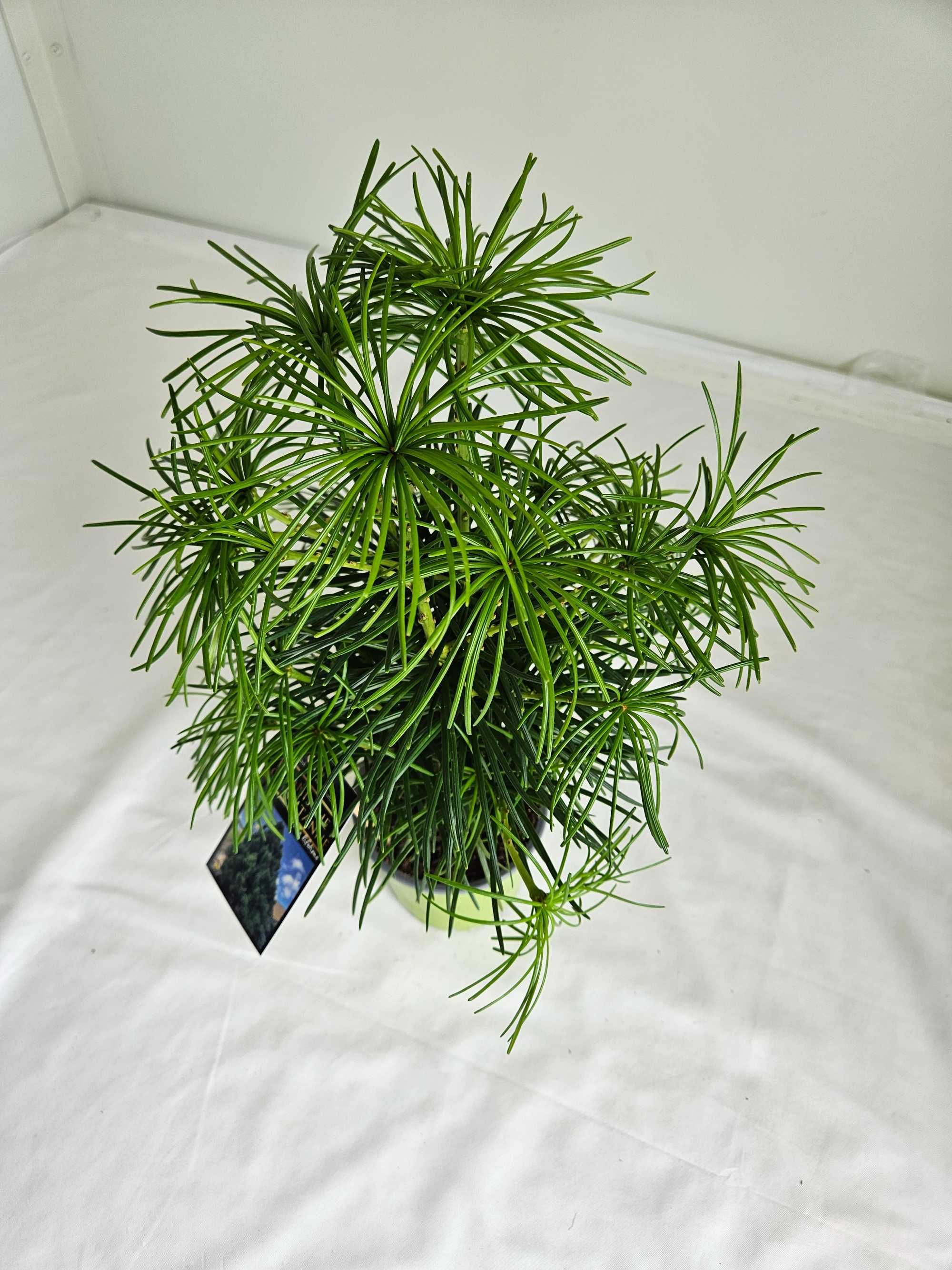 Sośnica japońska (Sciadopitys verticillata) – rzadki iglak