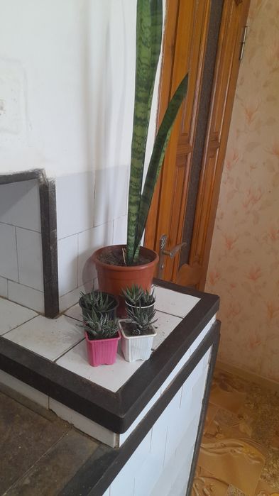 Комнатное растение: Хавортия, сансеверия.