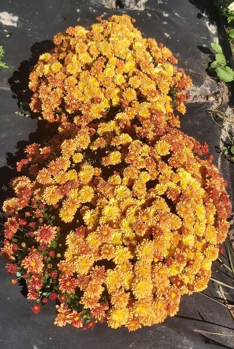 Хризантема мультифлора