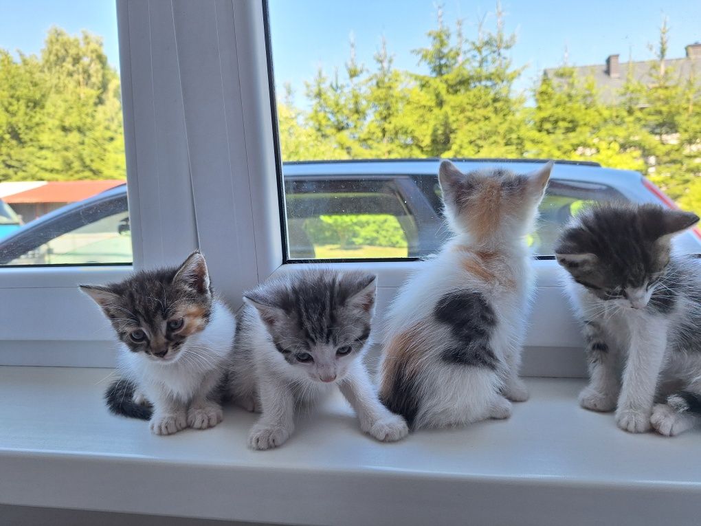 Do oddania 4 śliczne kotki gotowe do adopcji