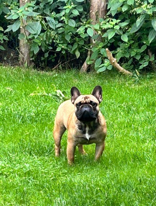 Buldog francuski fci szczenie