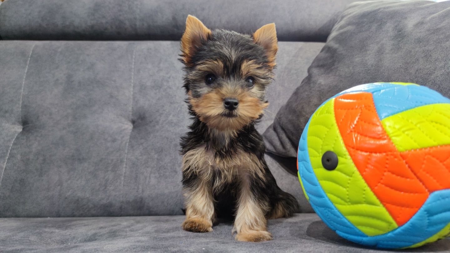 Yorkshire terrier york