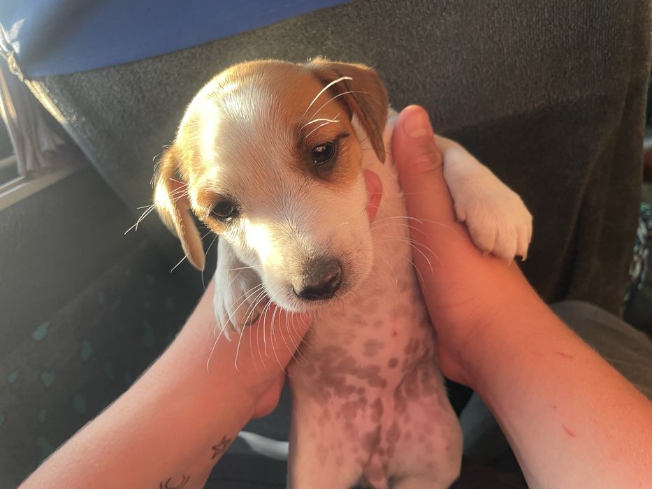 Щенок фоксика чистопородный .