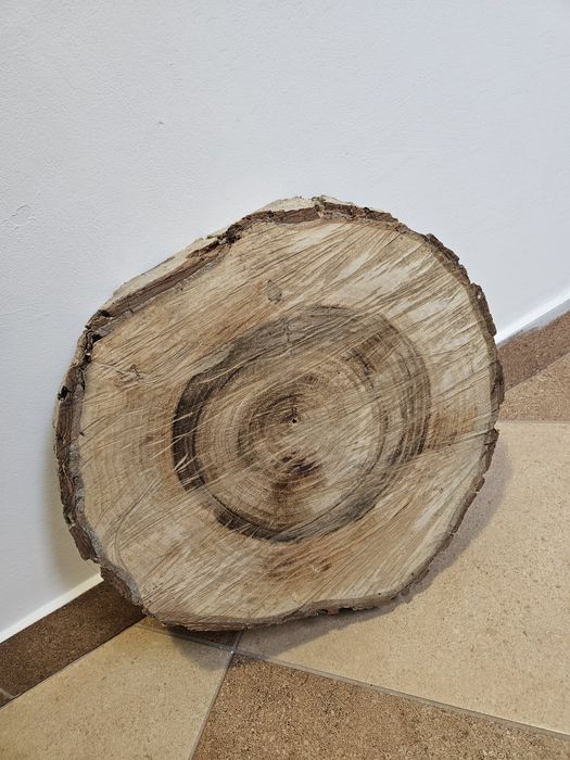 Plaster orzecha włoskiego