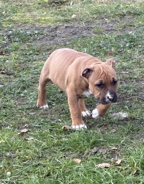 Amstaff piesek szczeniak biszkoptowy